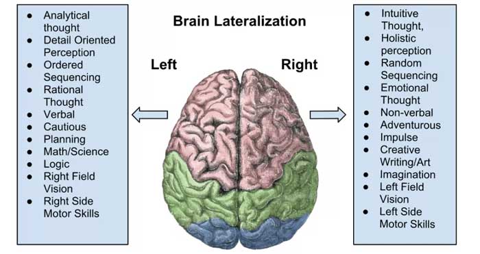 Brain