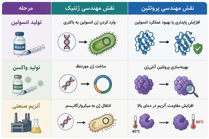 مهندسی ژنتیک و مهندسی پروتئین در یک پروژه چگونه کنار هم استفاده می‌شوند؟